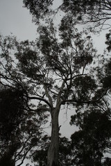 Fototapeta premium Looming Tree