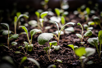 hand, person, man, spring, garden, vegetable, plant, lettuce, home, work, organic, dig, salad, seedling, farming, yard, soil, transplant, farmer, farm, countryside, humus, potting, holding, ground, gr