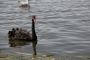 Naklejka premium Black Swan 1