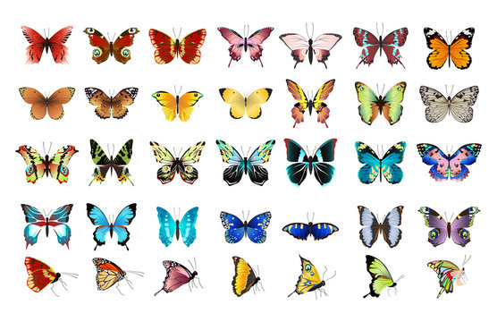 Beautiful colorful butterflies set on white background.