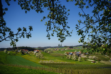D, Bayern, Bodensee, Frühling mit Baumblüte am Bodensee, Bodenseehinterland um Unterreitnau