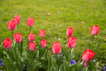 colorful tulips. tulips in spring colourful tulip.