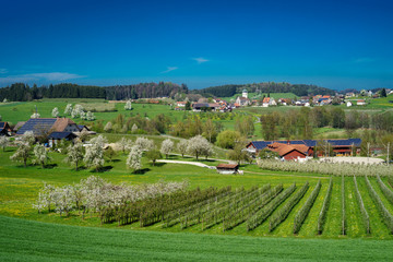 D, Bayern, Bodensee, Frühling mit Baumblüte am Bodensee, Bodenseehinterland um Unterreitnau, leuchtend, strahlend, Frühling