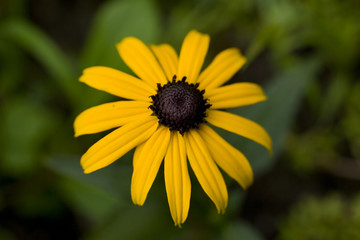 Gelber Sonnenhut - Ecchinacea