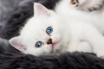 Wei&szlig;es K&auml;tzchen