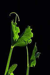 Tendrils and leaves of Pea Pisum Sativum on dark bacground