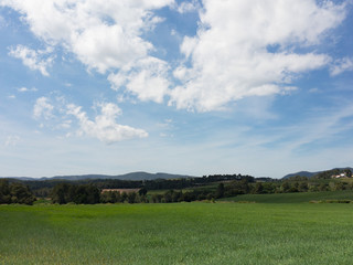 Fototapeta premium Campos de trigo