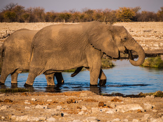 Fototapeta premium Elephants in the Etosha National Park, Namibia