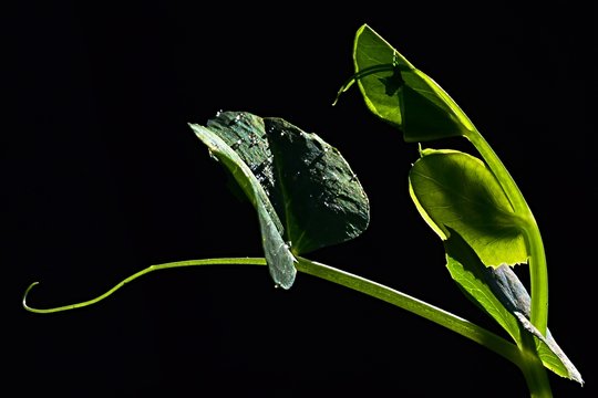 Young tendril and leaves of pea Pisum Sativum with drops of morning dew on dark background