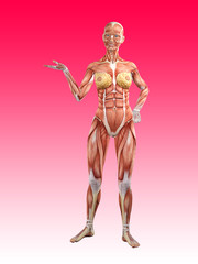 Fototapeta premium Female muscle anatomy 3D Illustration
