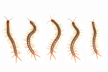 centipede on white background.gruop of centipede.Position of centipede