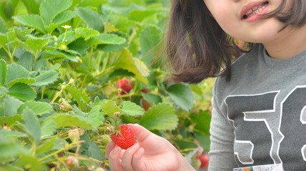 楽しいイチゴ狩り 