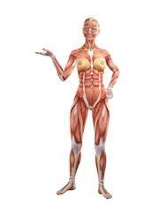 Female muscle anatomy 3D Illustration