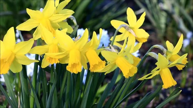 yellow daffodils in spring
