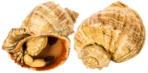 two seashells with crab