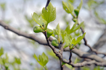Fico comune in primavera