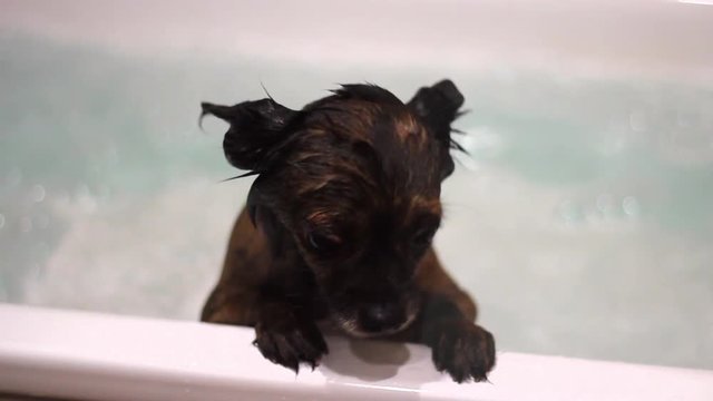 Chihuahua mag nicht baden