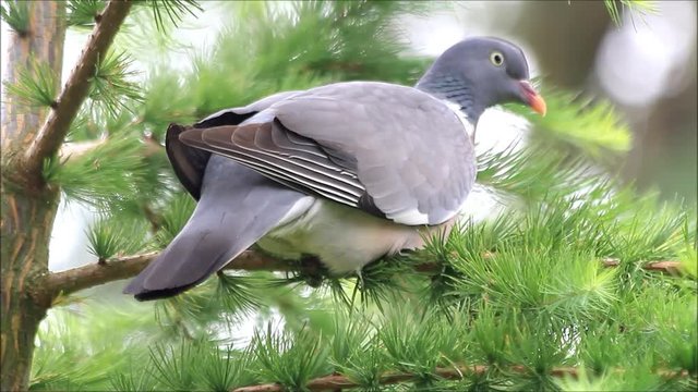 dove close up sitting on branch, Wood pigeon
