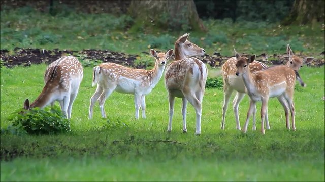 beautiful young fallow deer in a wildlife park
