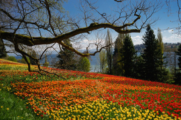 bunte, leuchtende Wiese voller blühender Tulpen. Tulpenblüte (D, Bodensee, Insel Mainau)