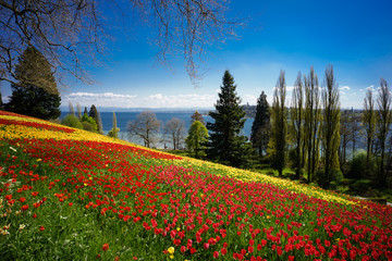 Naklejka premium Main, Bodensee, Tulpenblüte, strahlend blauer Himmel und helles Sonnenlicht im Frühjahr über weiter, üppig blühender Tulpenwiese in leuchtenden Farben rot und gelb vor Seefläche