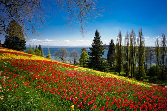 Main, Bodensee, Tulpenbl&uuml;te, strahlend blauer Himmel und helles Sonnenlicht im Fr&uuml;hjahr &uuml;ber weiter, &uuml;ppig bl&uuml;hender Tulpenwiese in leuchtenden Farben rot und gelb vor Seefl&auml;che