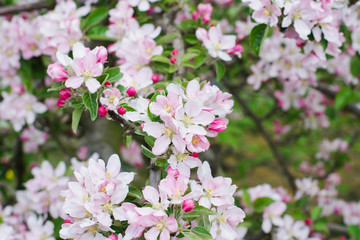 Close up of apple blossom, Sussex, England, selective focus