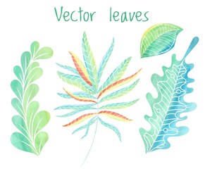 Vector leaves set, hand drawn foliage collection. Plant decoration elements 