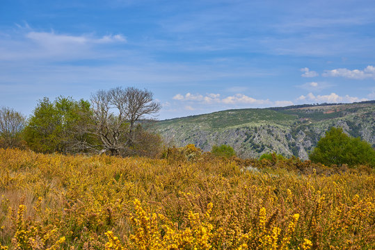 Campo de tojos en flor en Galicia