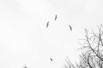 Himmel Bäume Vögel
