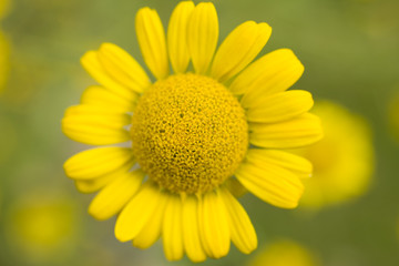 Gelbe Blume - Nahaufnahme