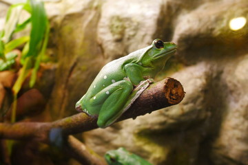 frog