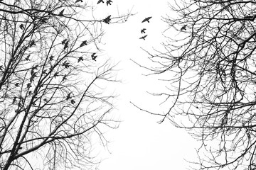 Himmel Bäume Vögel