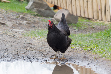 Black cock on a rural street. Animals
