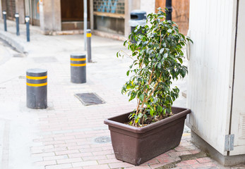 Different potted plants and seedlings near the florist shop entrance