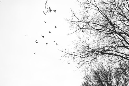 Himmel Bäume Vögel