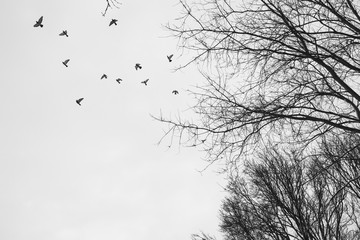 Himmel Bäume Vögel