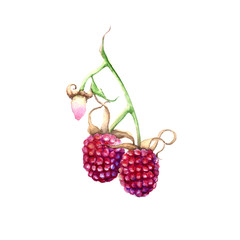 Raspberry on a branch. Isolated on white background