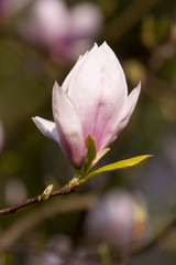 Knospe einer Magnolienblüte - Magnolie