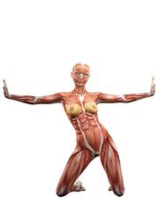 Female muscle anatomy 3D Illustration