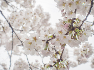 桜　滋賀