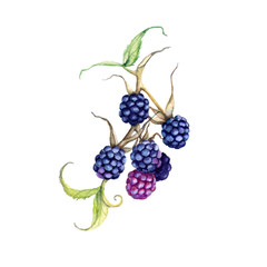 Blackberry on a branch. Isolated on white background