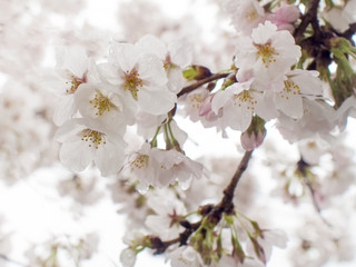 桜　滋賀