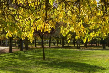 Naklejka premium Hojas de Morera Negra Otoñales en Parque Urbano