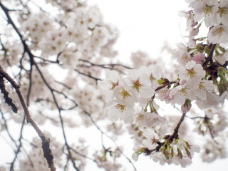 桜　滋賀
