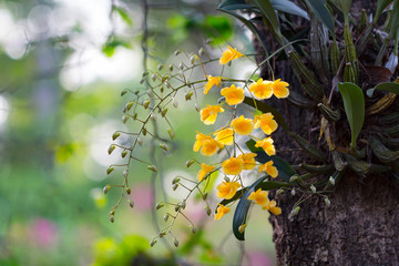 Beautiful wild flower orchid,Dendrobium lindleyi Steud ,Rare species of wild orchids