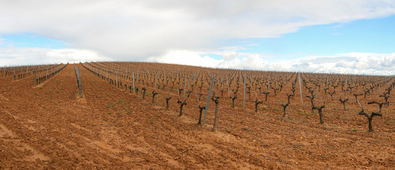  Terreno de Viñedo en Primavera 