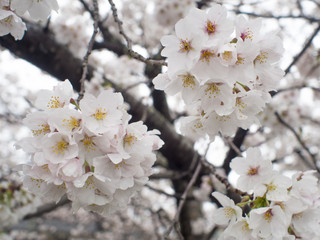 桜　滋賀