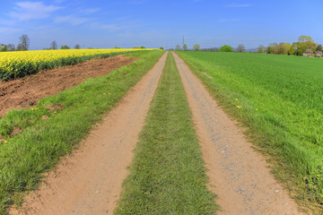 dirt track path in the countryside
