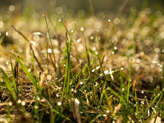 Morning Dew on grass